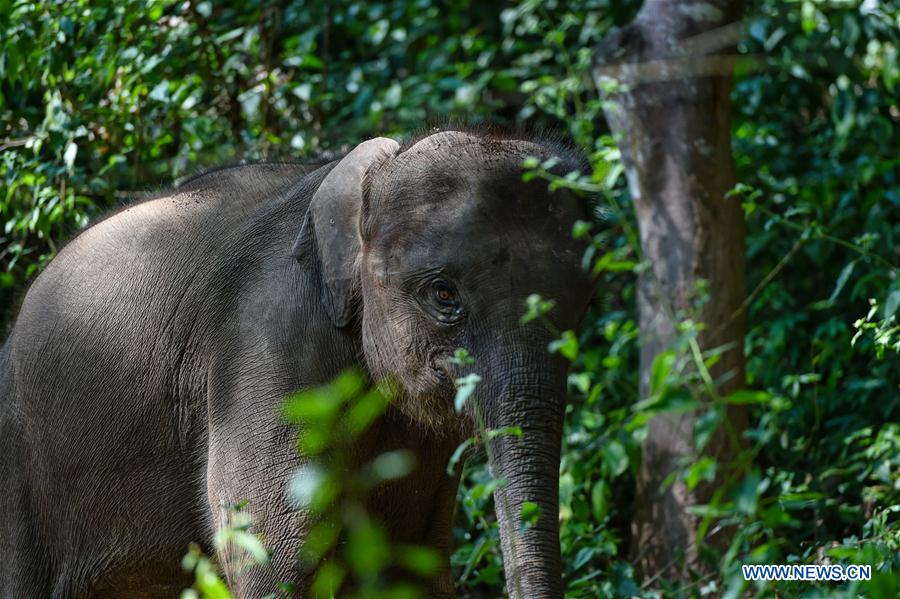 (FOCUS) CHINA-YUNNAN-XISHUANGBANNA-ASIAN ELEPHANT-CONSERVATION (CN)