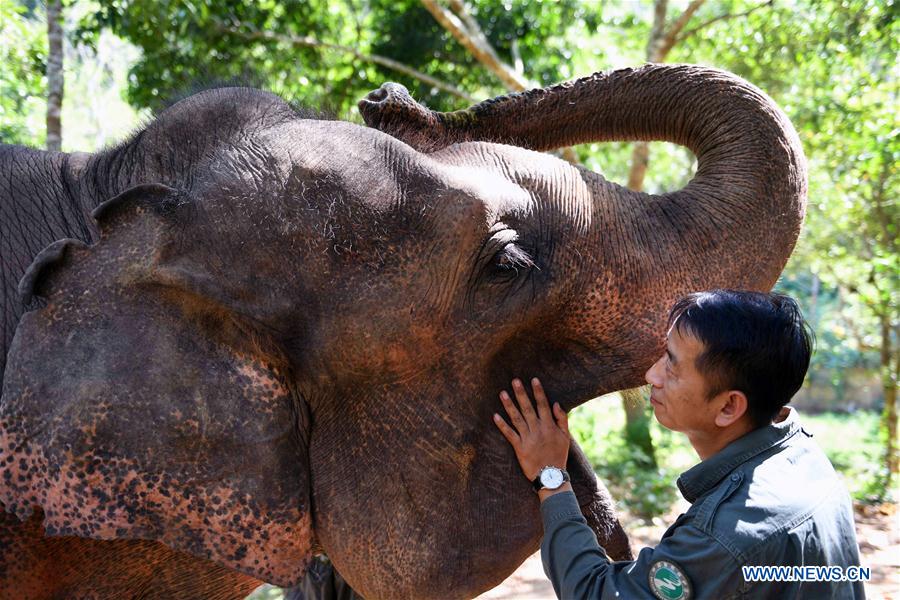 (FOCUS) CHINA-YUNNAN-XISHUANGBANNA-ASIAN ELEPHANT-CONSERVATION (CN)