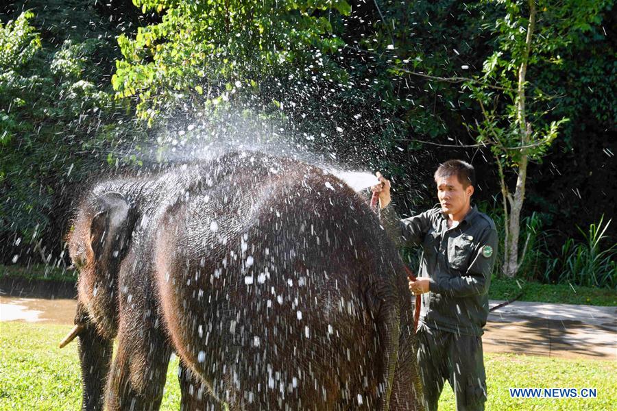 (FOCUS) CHINA-YUNNAN-XISHUANGBANNA-ASIAN ELEPHANT-CONSERVATION (CN)