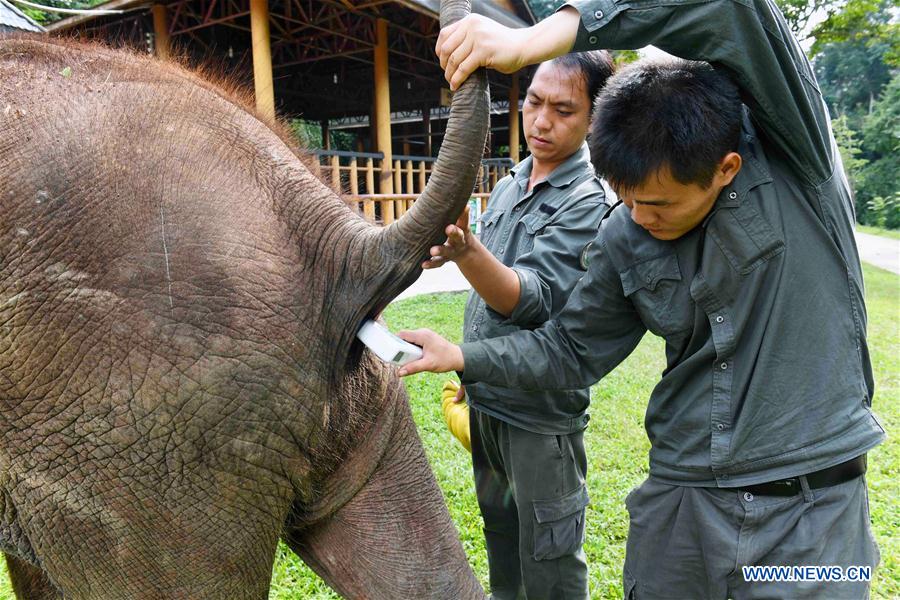 (FOCUS) CHINA-YUNNAN-XISHUANGBANNA-ASIAN ELEPHANT-CONSERVATION (CN)