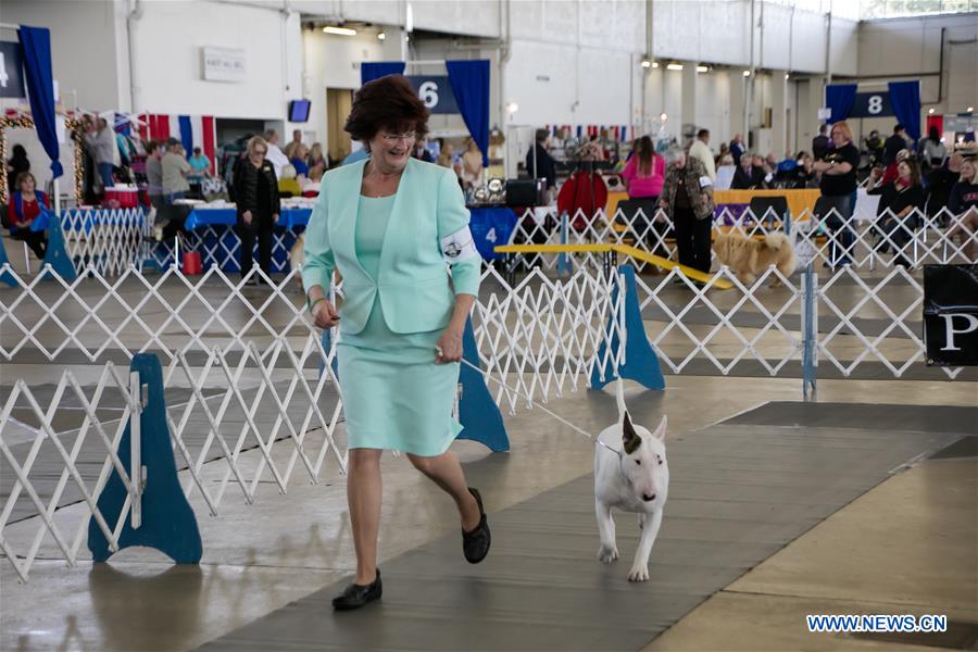 U.S.-TEXAS-DALLAS-DOG SHOW