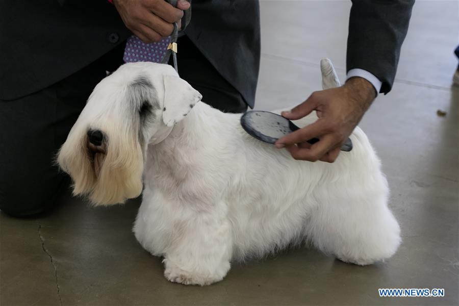 U.S.-TEXAS-DALLAS-DOG SHOW
