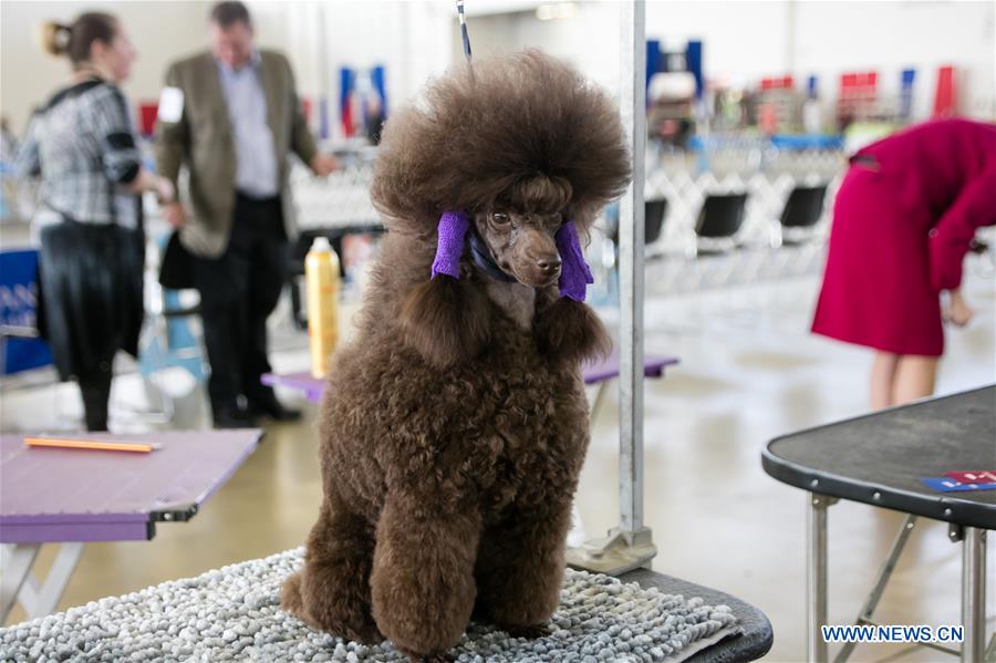 U.S.-TEXAS-DALLAS-DOG SHOW