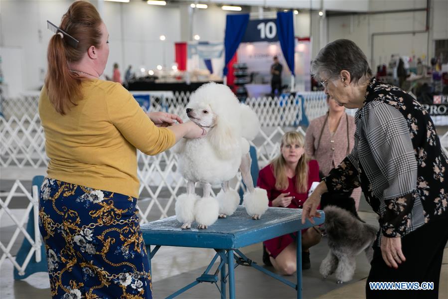 U.S.-TEXAS-DALLAS-DOG SHOW