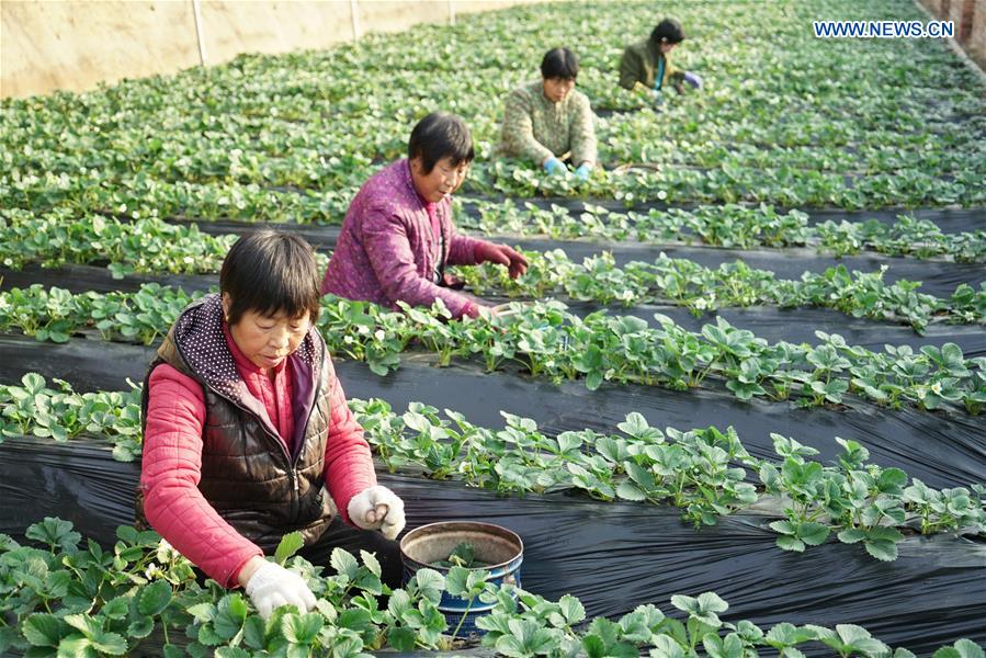 CHINA-HEBEI-LUANZHOU-AGRICULTURE-OFF-SEASON FARM PRODUCE (CN)