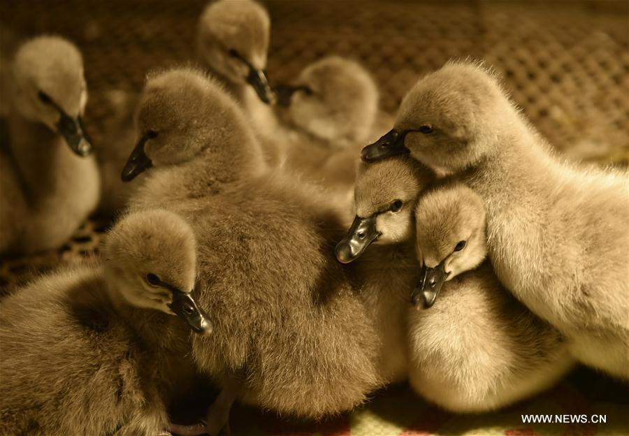 CHINA-HENAN-XINYANG-RURAL ECONOMY-BLACK SWAN-HUSBANDRY (CN) 
