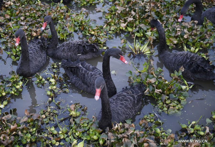 CHINA-HENAN-XINYANG-RURAL ECONOMY-BLACK SWAN-HUSBANDRY (CN) 
