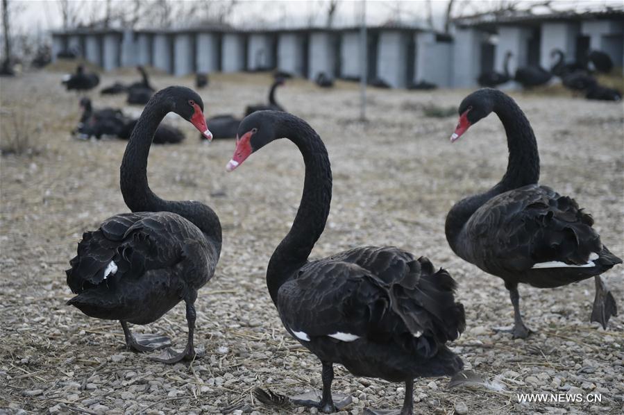CHINA-HENAN-XINYANG-RURAL ECONOMY-BLACK SWAN-HUSBANDRY (CN) 