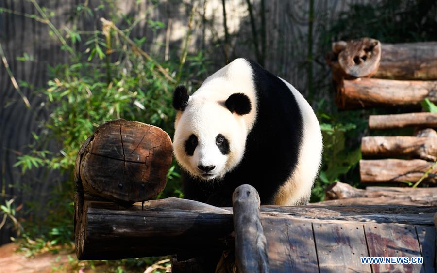 CHINA-HAIKOU-GIANT PANDAS-WINTER ACTIVITY (CN)