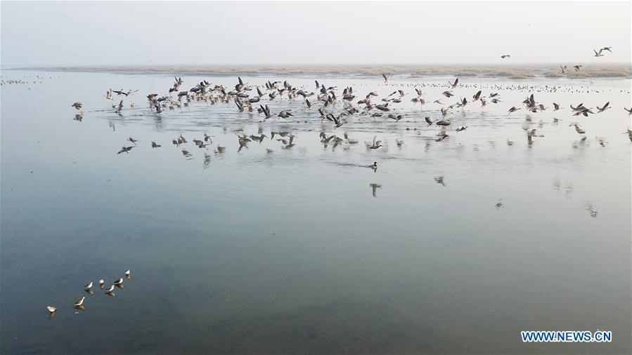 CHINA-ANHUI-SHENGJIN LAKE-MIGRANT BIRDS (CN)