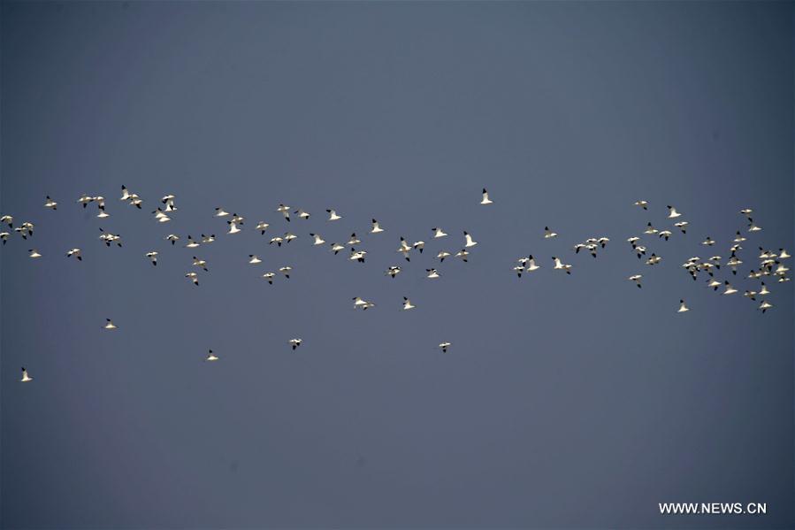 CHINA-JIANGXI-MIGRANT BIRDS-NANJI WETLAND (CN)
