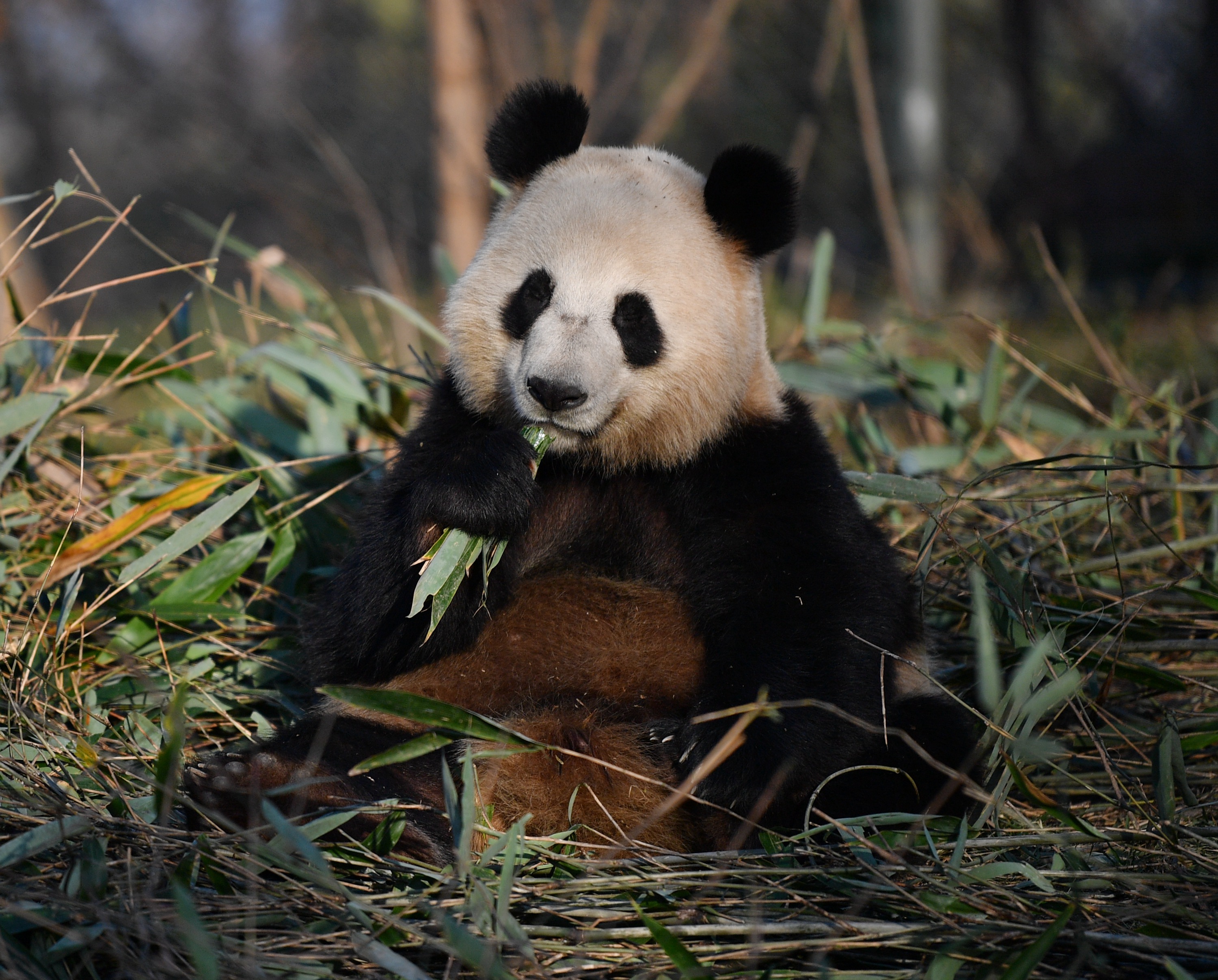 Qinling Mountains Pandas Precious Giant Pandas At Foping People s Qinling Mountains Pandas Precious Giant Pandas At Foping People s