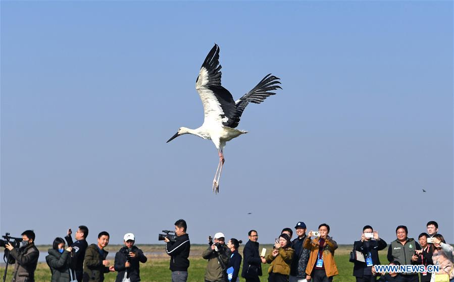 CHINA-JIANGXI-MIGRANT BIRDS-RELEASE (CN)