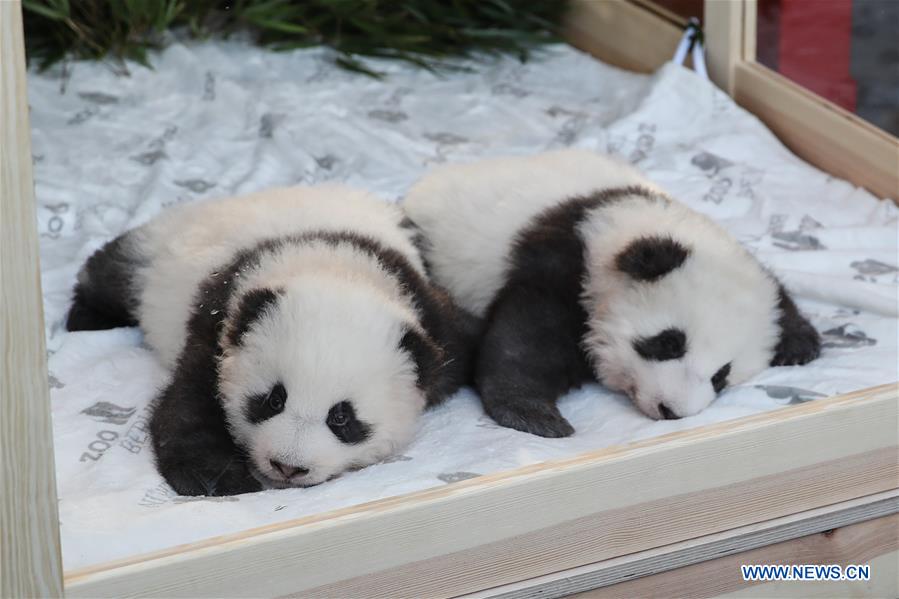 GERMANY-BERLIN-TWIN PANDA NEWBORNS-NAMES