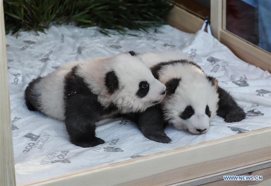 GERMANY-BERLIN-TWIN PANDA NEWBORNS-NAMES