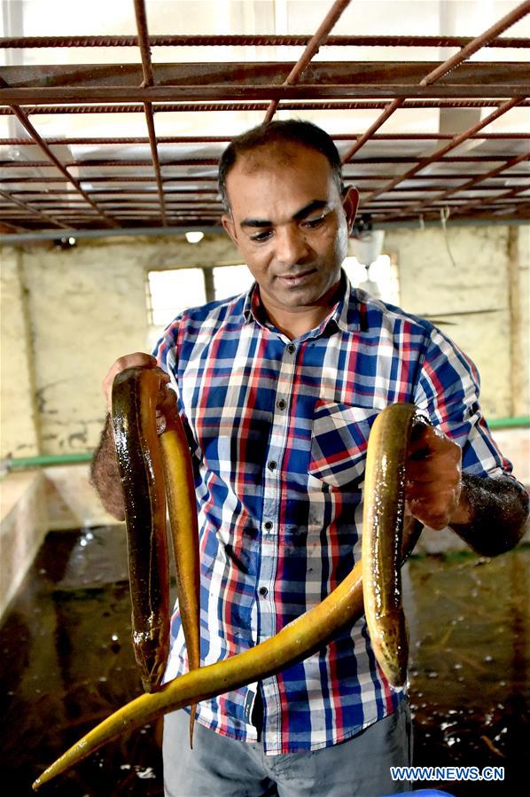 Growing number of eel farms set up in Bangladesh amid export boom