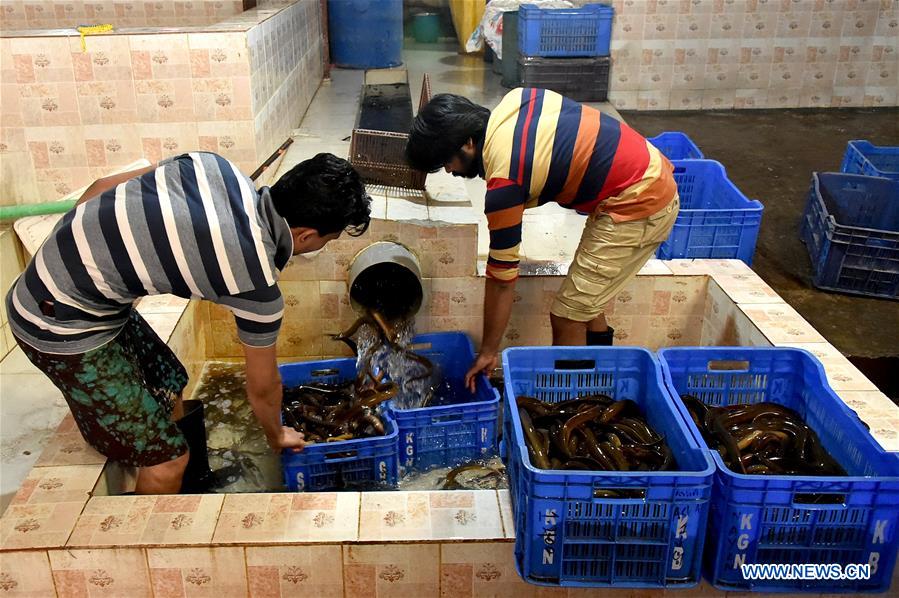 Growing number of eel farms set up in Bangladesh amid export boom