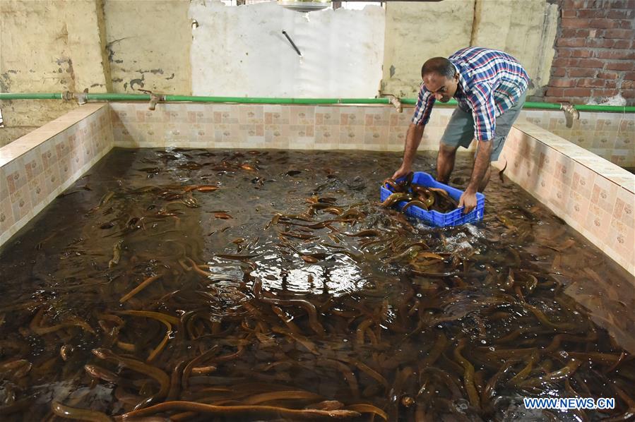 BANGLADESH-DHAKA-EEL-FISH