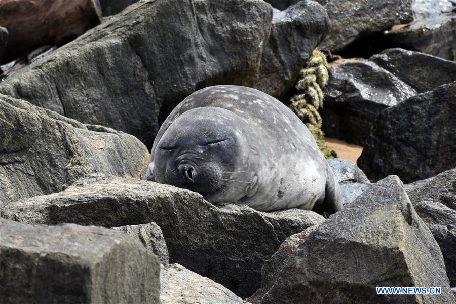Sri Lankan Navy and Department of Wildlife takes steps to protect seals