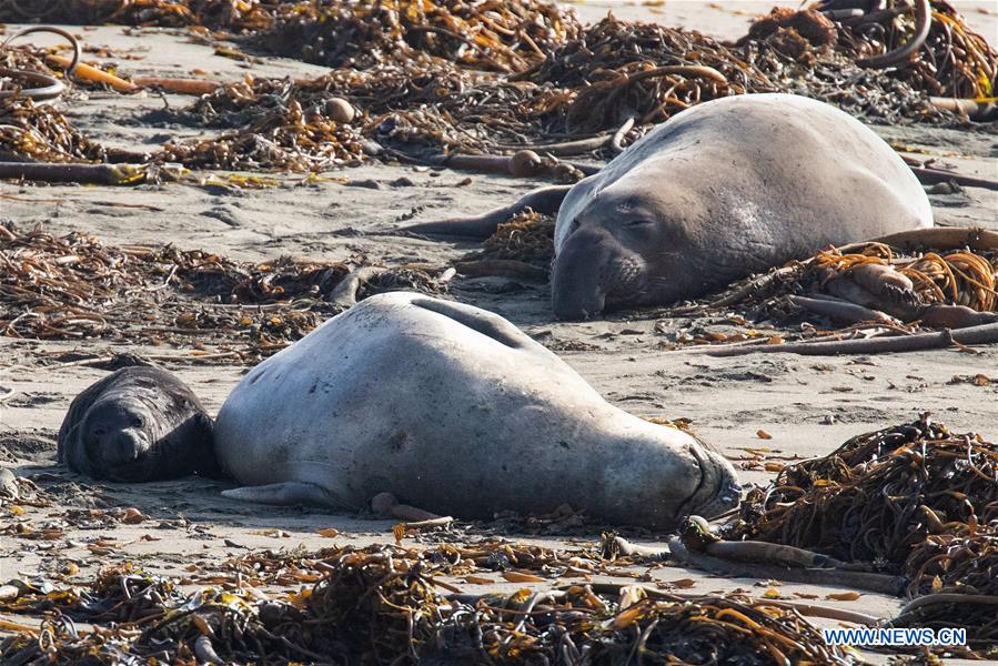 U.S.-CALIFORNIA-ELEPHANT SEALS
