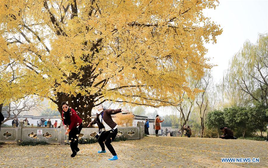 CHINA-SHANGHAI-GINKGO TREE (CN)