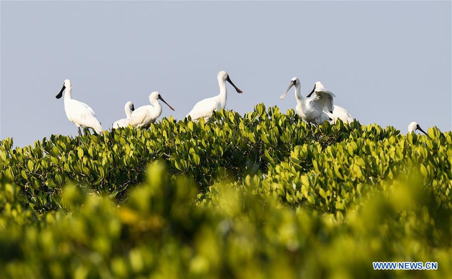 CHINA-HAINAN-MIGRATORY BIRDS (CN)