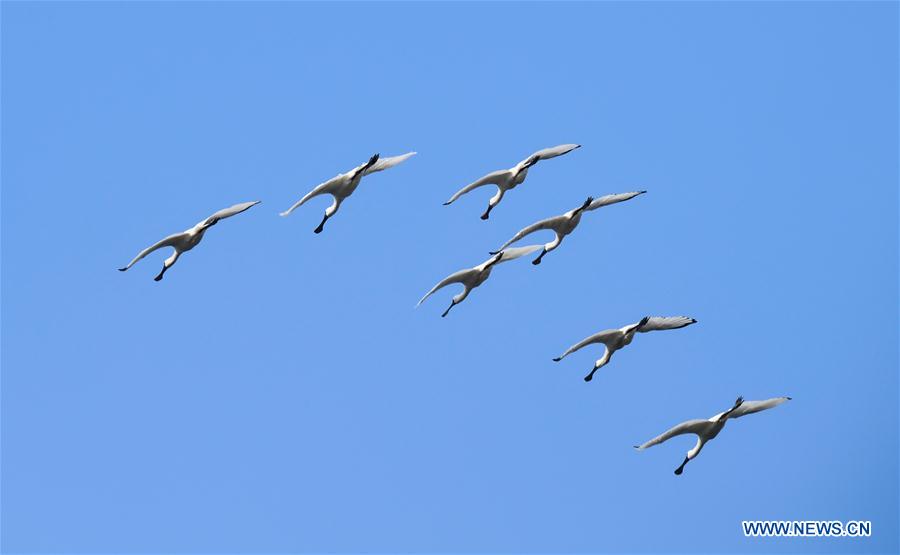 CHINA-HAINAN-MIGRATORY BIRDS (CN)