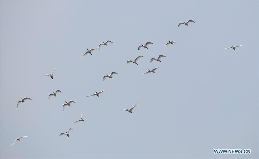 CHINA-HAINAN-MIGRATORY BIRDS (CN)
