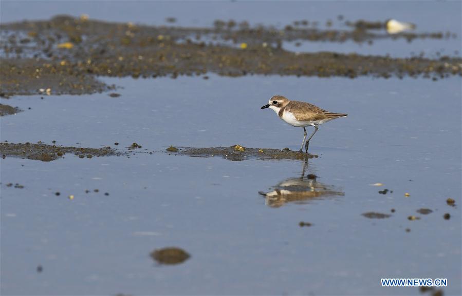 CHINA-HAINAN-MIGRATORY BIRDS (CN)