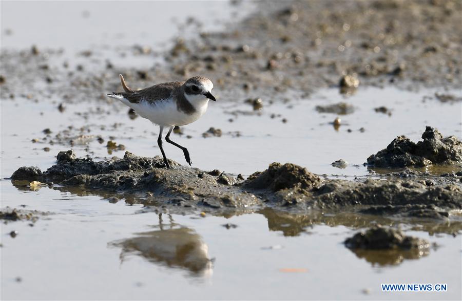 CHINA-HAINAN-MIGRATORY BIRDS (CN)