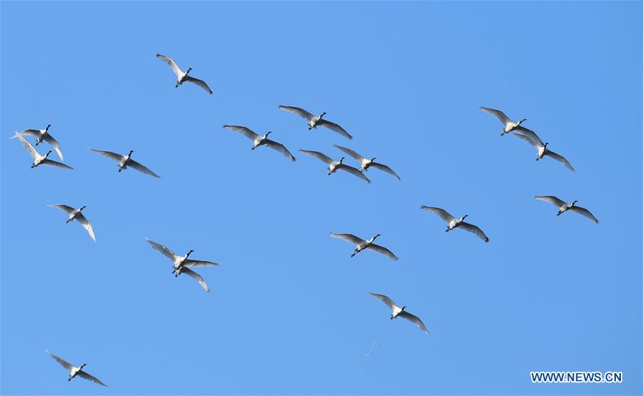 CHINA-HAINAN-MIGRATORY BIRDS (CN)