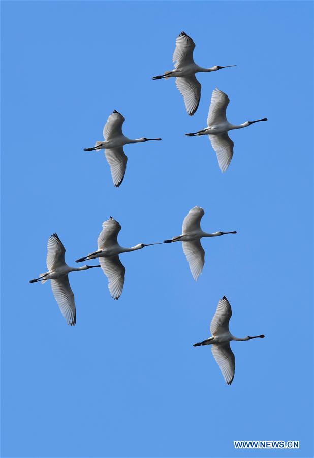 CHINA-HAINAN-MIGRATORY BIRDS (CN)