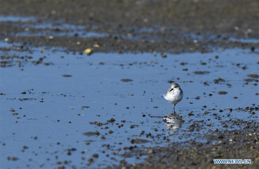 CHINA-HAINAN-MIGRATORY BIRDS (CN)