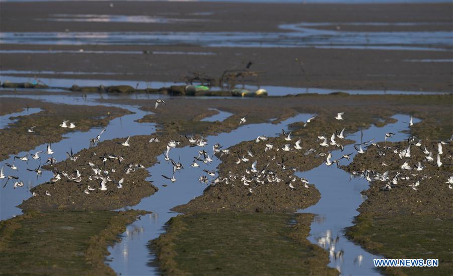 CHINA-HAINAN-MIGRATORY BIRDS (CN)