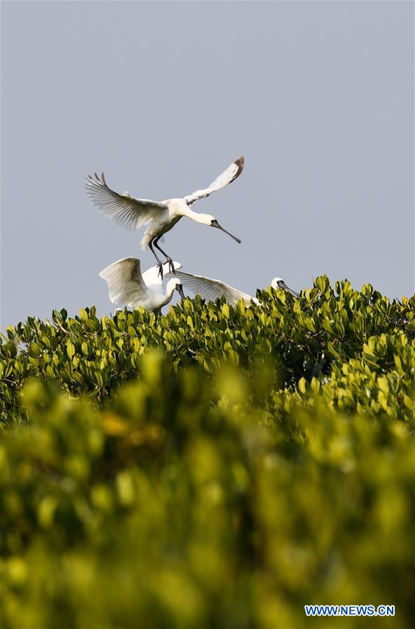 CHINA-HAINAN-MIGRATORY BIRDS (CN)