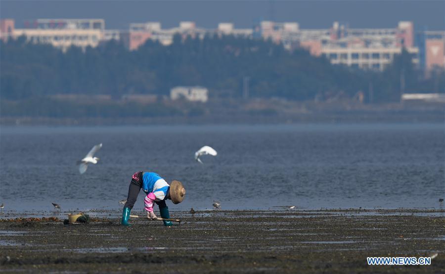 CHINA-HAINAN-MIGRATORY BIRDS (CN)