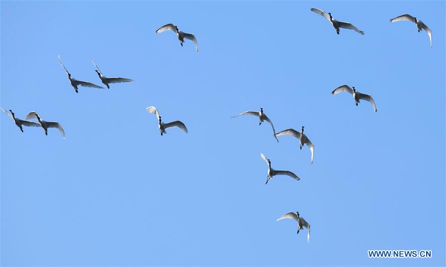 CHINA-HAINAN-MIGRATORY BIRDS (CN)