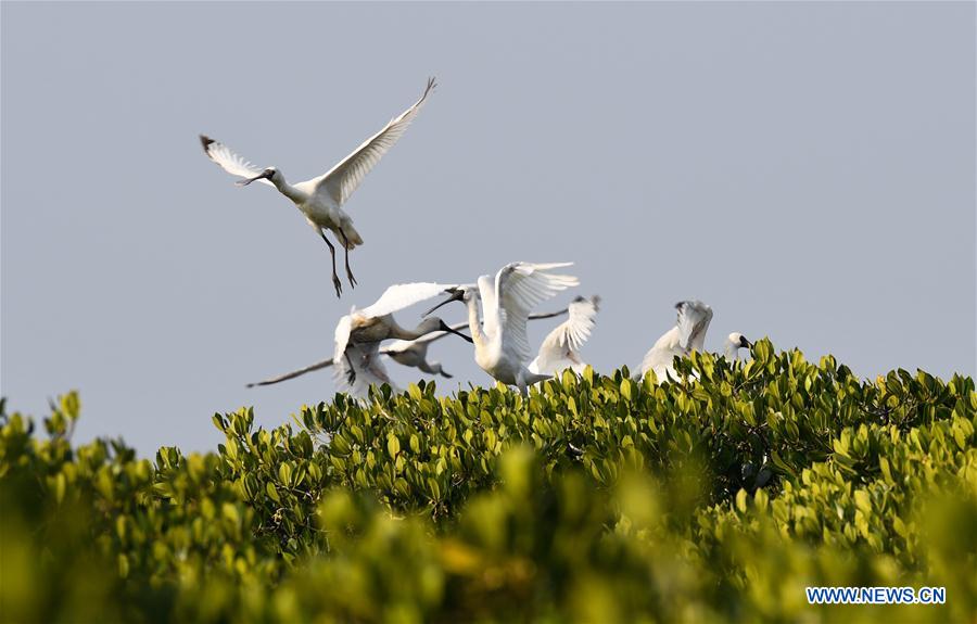 CHINA-HAINAN-MIGRATORY BIRDS (CN)