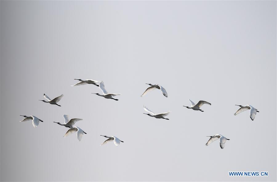 CHINA-HAINAN-MIGRATORY BIRDS (CN)
