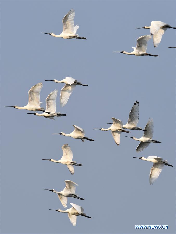 CHINA-HAINAN-MIGRATORY BIRDS (CN)