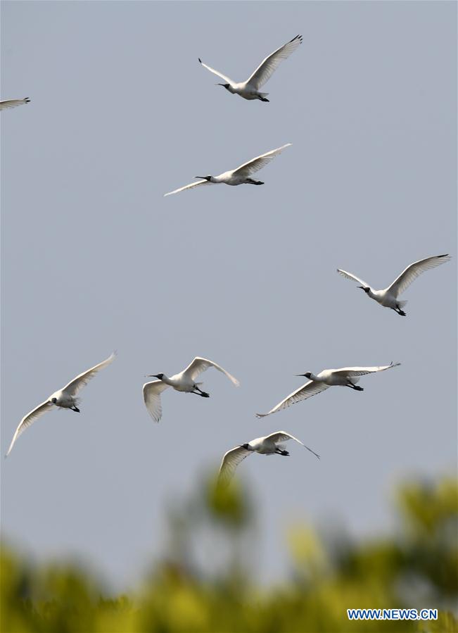 CHINA-HAINAN-MIGRATORY BIRDS (CN)