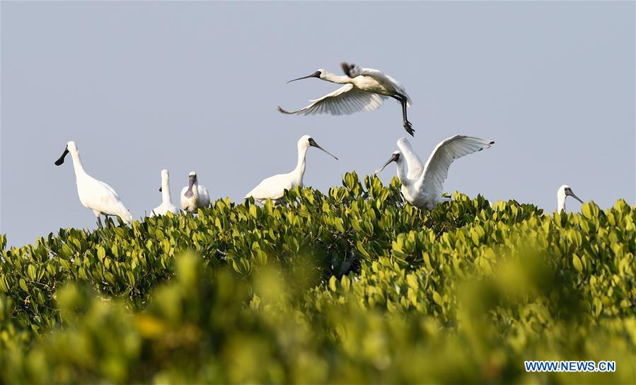 CHINA-HAINAN-MIGRATORY BIRDS (CN)