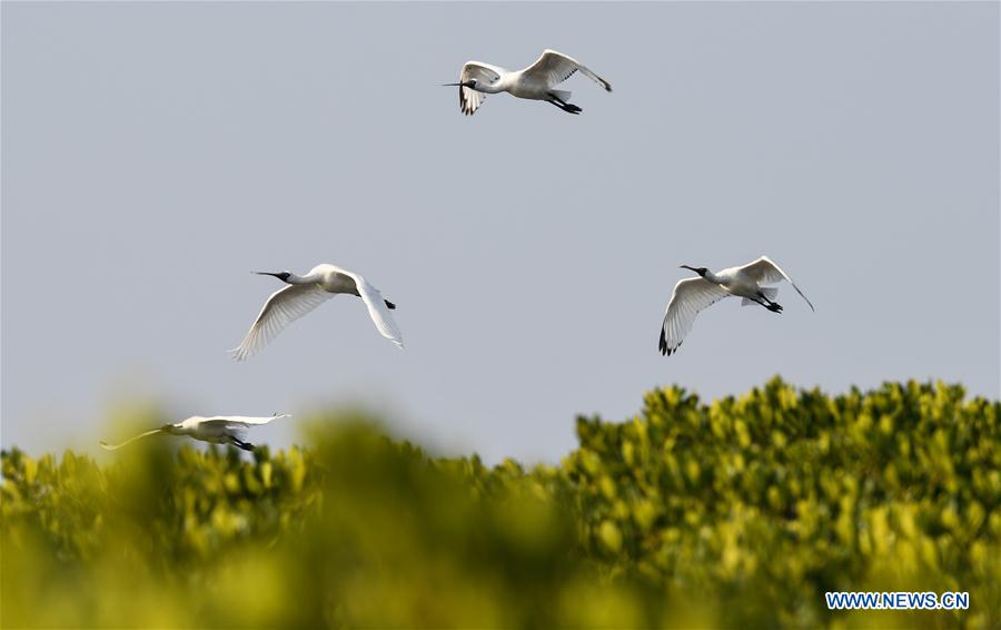 CHINA-HAINAN-MIGRATORY BIRDS (CN)