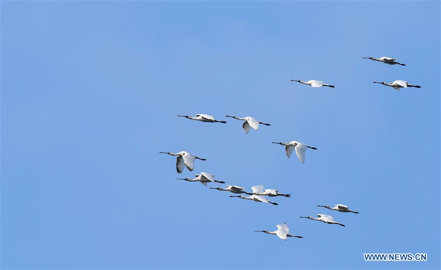 CHINA-HAINAN-MIGRATORY BIRDS (CN)