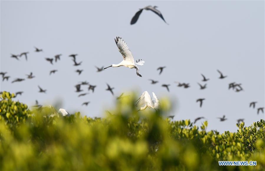 CHINA-HAINAN-MIGRATORY BIRDS (CN)