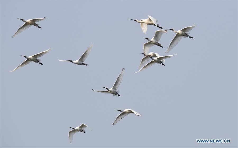 CHINA-HAINAN-MIGRATORY BIRDS (CN)