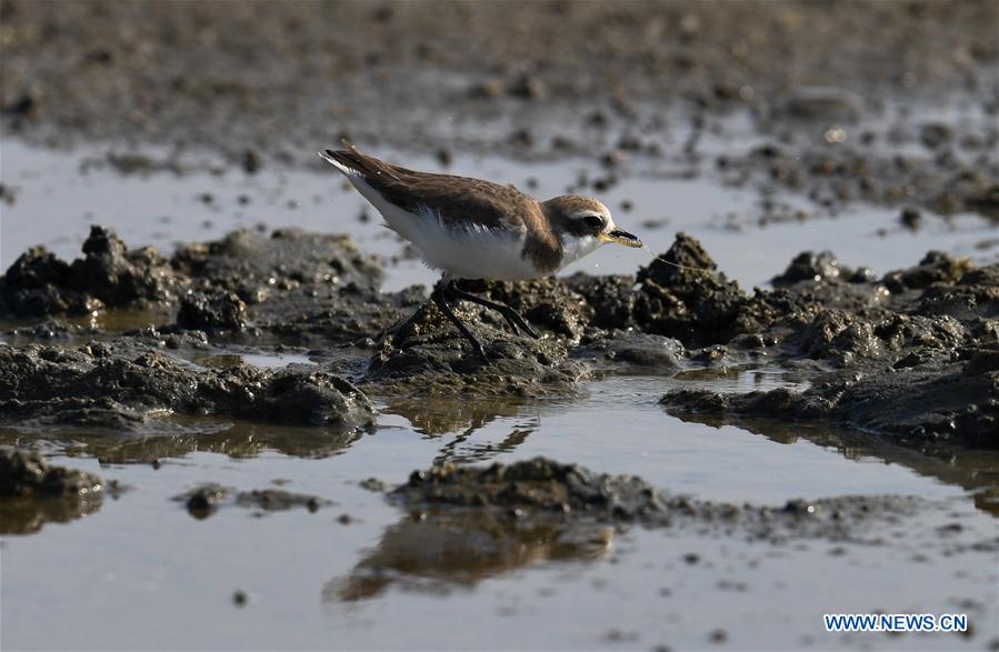 CHINA-HAINAN-MIGRATORY BIRDS (CN)