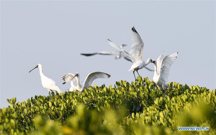 CHINA-HAINAN-MIGRATORY BIRDS (CN)