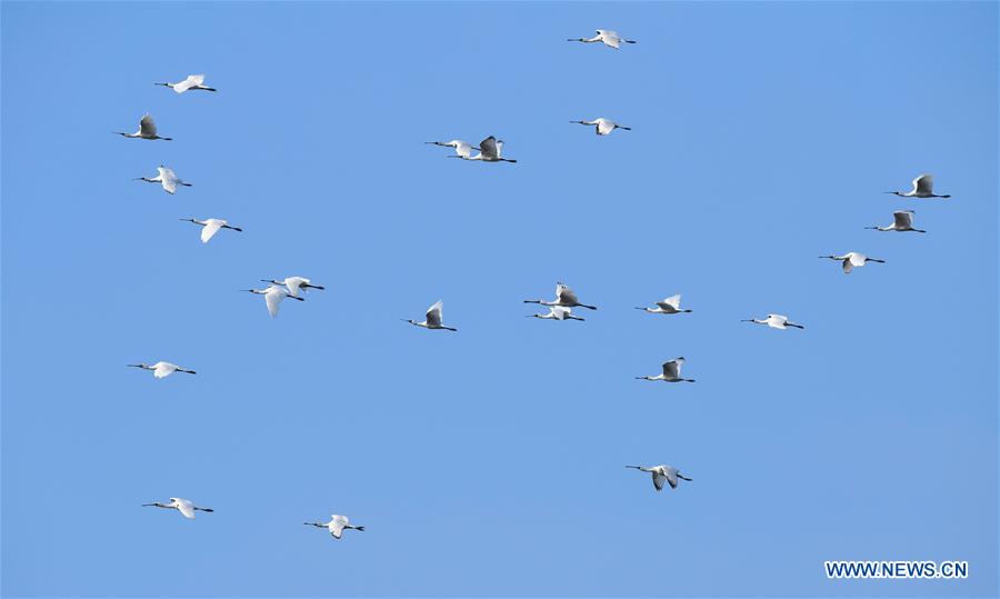 CHINA-HAINAN-MIGRATORY BIRDS (CN)