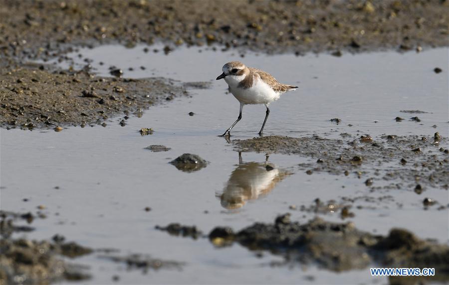 CHINA-HAINAN-MIGRATORY BIRDS (CN)